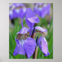 Drapeau bleu clair Iris Fleur