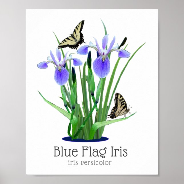 Poster Drapeau bleu Iris et papillons à queue épaisse (Devant)