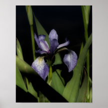 Drapeau bleu Iris Fleur