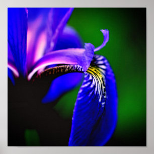 Poster Drapeau bleu Iris Fleur Pétale gros