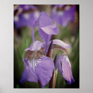 Poster Drapeau bleu violet Iris Fleur