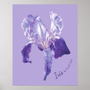 Poster Drapeau Iris (violet et mauve)