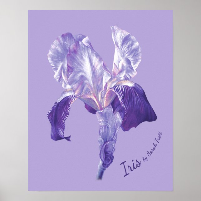 Poster Drapeau Iris (violet et mauve) (Devant)