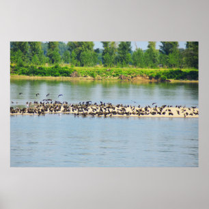 Poster Drapeaux, Danube