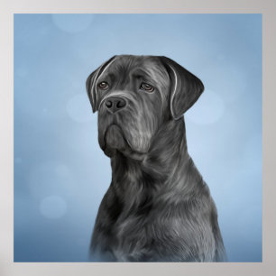 Poster Drawing dog Cane Corso