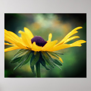 Poster Dreamy Black Eyed Susan Daisy Flower