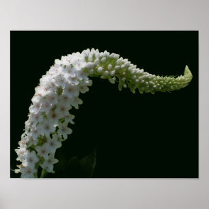 Poster Dreamy Curling Fleur sauvage blanc