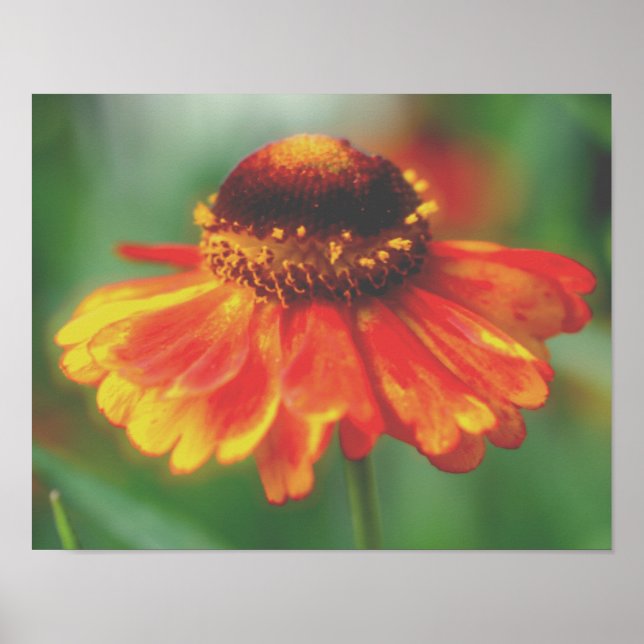 Poster Dreamy Zinnia Flower (Devant)