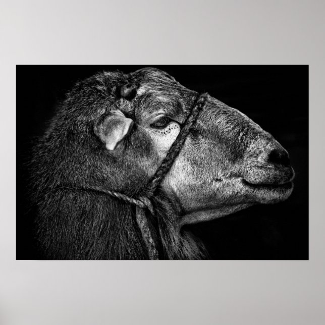 Poster droit (Devant)