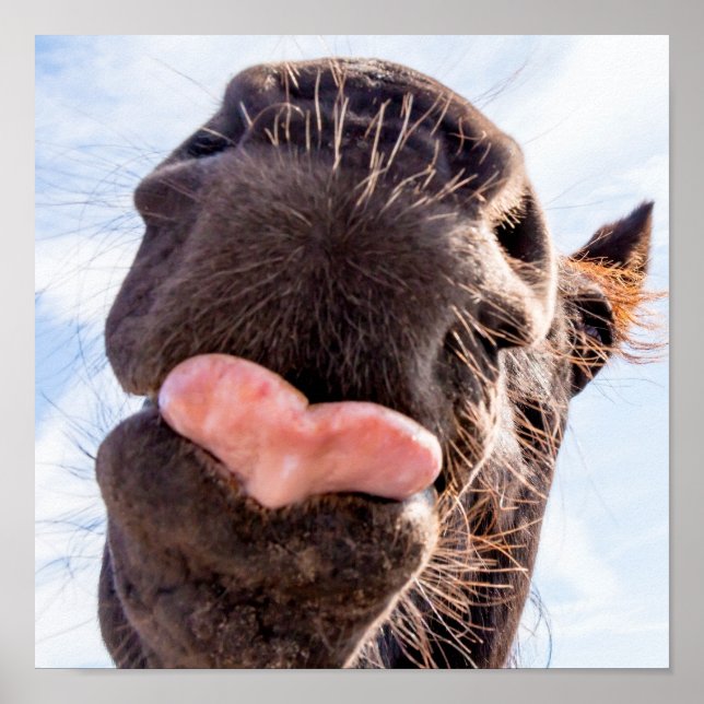 Poster Droit de la bouche du cheval animal drôle (Devant)