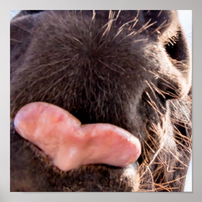 Poster Droit de la bouche du cheval animal drôle (Devant)
