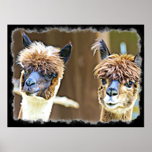 Poster drôle Alpacas