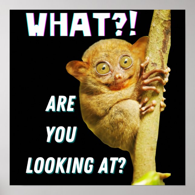 Poster Drôle Big Eyed Tarsier Ce que vous regardez (Devant)