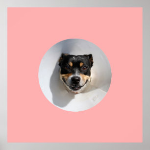 Poster Drôle chien souriant