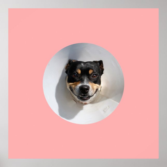 Poster Drôle chien souriant (Devant)