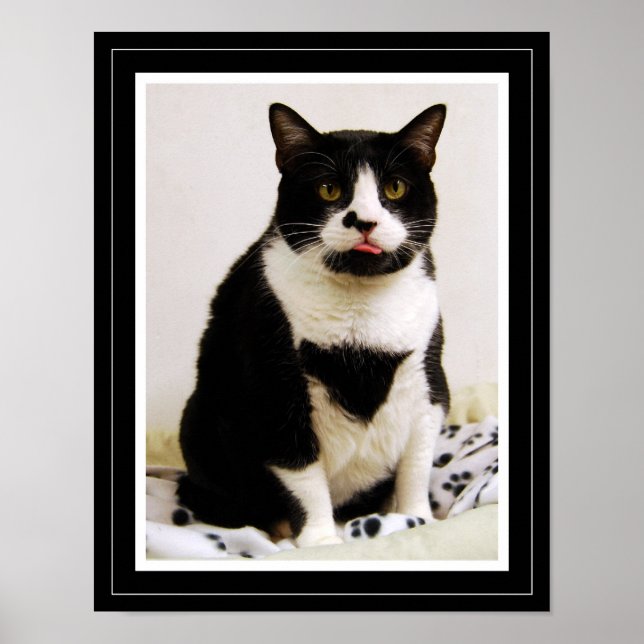 Poster drôle de chat Tuxedo (Devant)