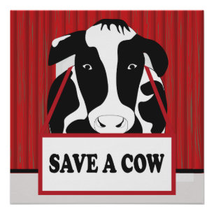 Poster Drôle de sauver une vache 20x20