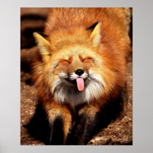 Poster Drôle Fox Sticking It's Tongue Out