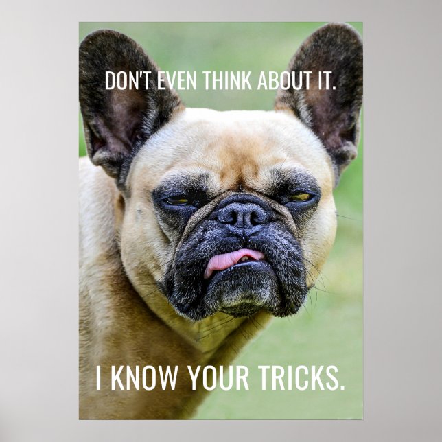 Poster Drôle Grumpy French Bulldog Je Connais Vos Trucs (Devant)