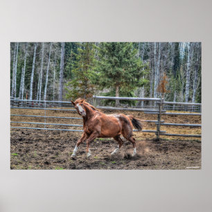 Poster Drôle, Jouant Chestnut Ranch Cheval Equine Photo