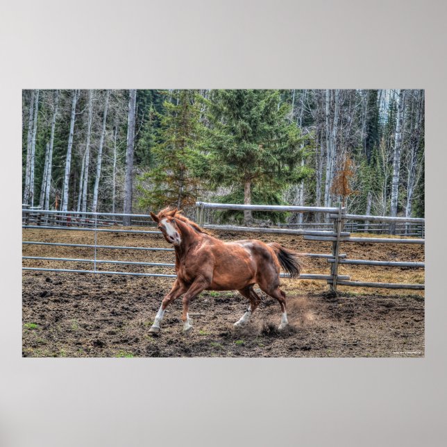 Poster Drôle, Jouant Chestnut Ranch Cheval Equine Photo (Devant)