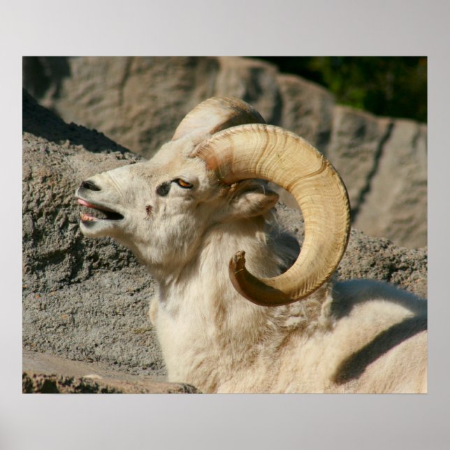 Poster Drôle rire Mouton ou Bighorn Ram (Devant)