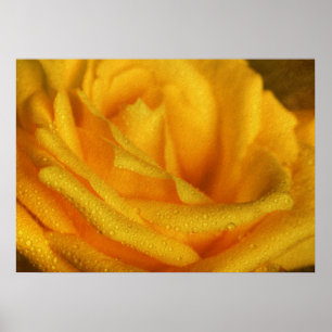 Poster Droplets d'eau sur Elegant Rose Jaune
