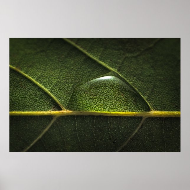 Poster Droplets feuille (Devant)
