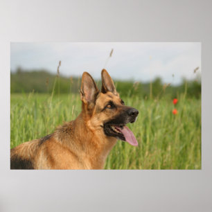 Poster-Druck für den deutschen Schäferhund Poster