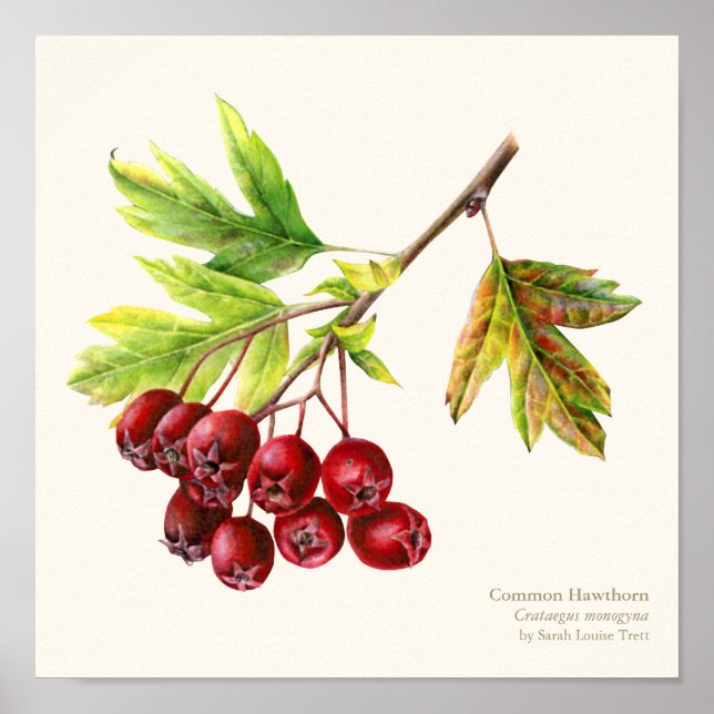 Poster drucken von Hawthorn (Vorne)