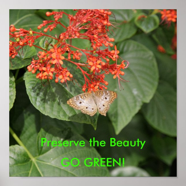 Poster DSC00433, Préserver la Beauté, DEVENEZ ÉCOLO ! (Devant)