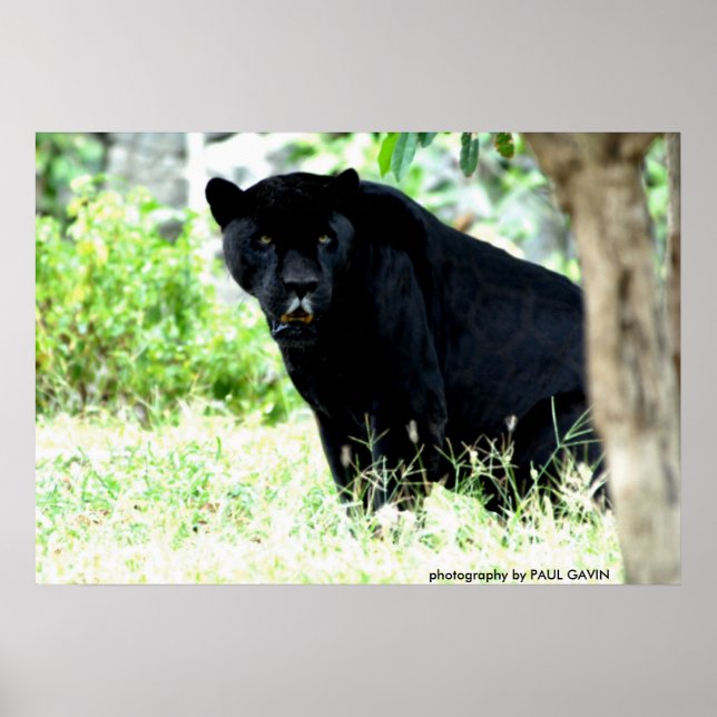 Poster DSC_0235, photo de PAUL GAVIN (Devant)