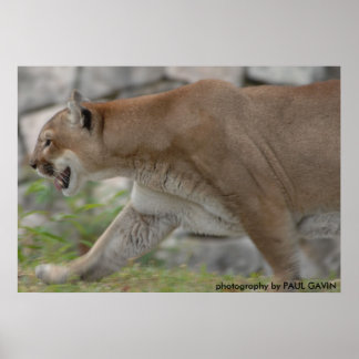 Poster DSC_0254, photo de PAUL GAVIN