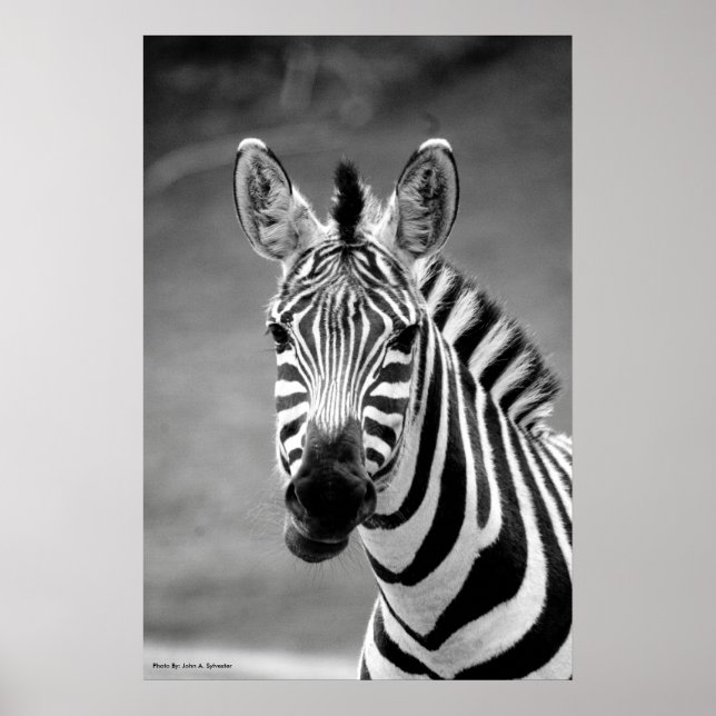 POSTER DSC_8249, Zebra Smile (Devant)