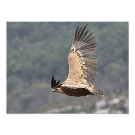 Poster du autour fauve