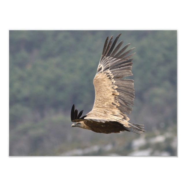 Poster du autour fauve (Devant)