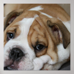 Poster du Buldog au sommeil