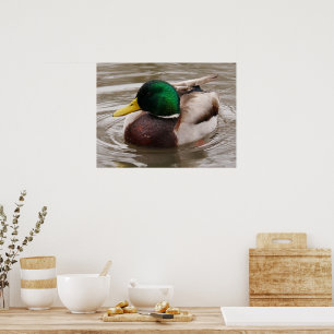 Poster du canard mâle Male Mallard