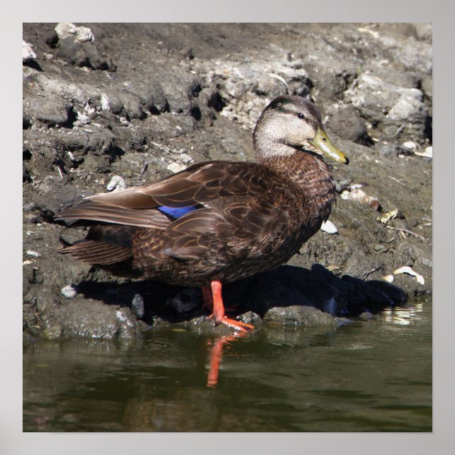 Poster du canard Mallard (Devant)