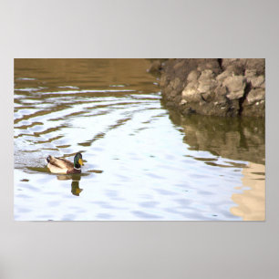Poster du canard Mallard