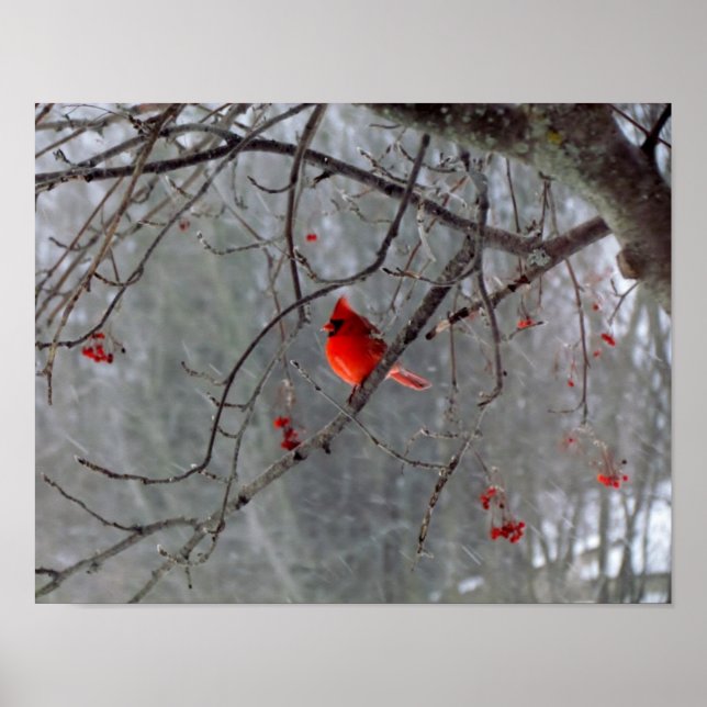 Poster du cardinal (Devant)