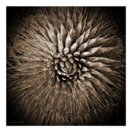 Poster du Carré Sepia du Sud-Ouest Agave Spikes