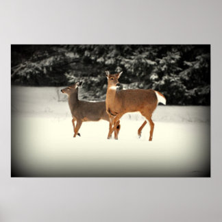Poster du cerf dans la neige