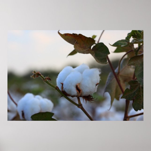 Poster du champ de coton (Devant)
