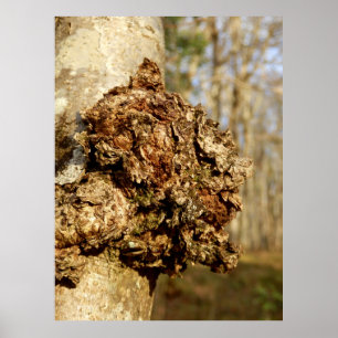 Poster du champignon Chaga