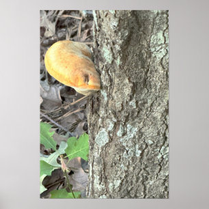 Poster du champignon d'arbre