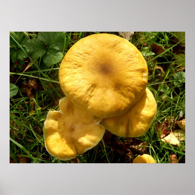Poster du champignon de miel (Devant)
