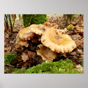 Poster du champignon Leucopaxillus giganteus