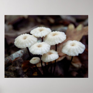 Poster du champignon Marasmius rotula