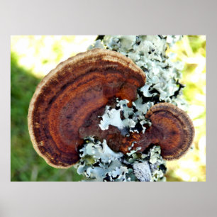 Poster du champignon Oak Mazegill